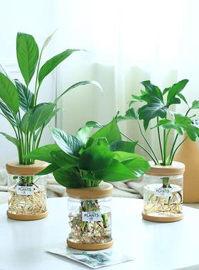 适合放卧室的绿植绿萝水培盆栽植物室内花卉办公室发财树富贵竹