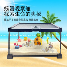 可爱宠物蟹大眼睛宠物蟹温顺乖巧不夹人懒人桌宠易养干净
