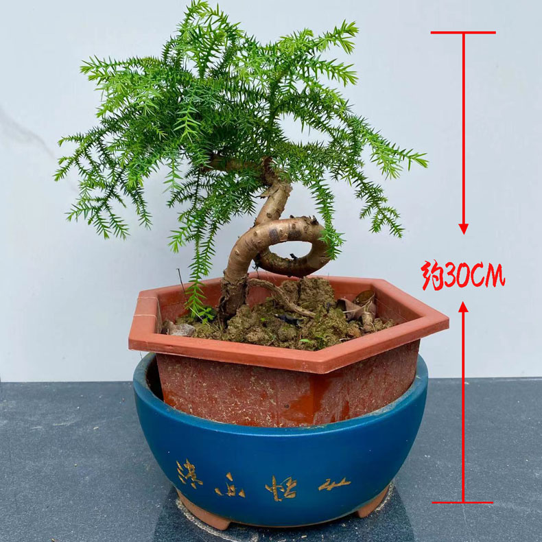 澳洲杉盆栽精品微型景觀客廳桌面綠植四季常青凈化空氣好養(yǎng)植物