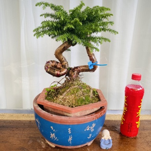 澳洲杉盆景不老松盆栽室内绿植桌面植物南洋杉办公室客厅好养植物