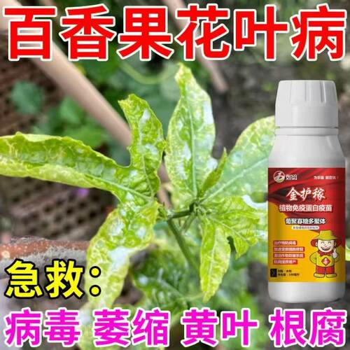 百香皮乐百香果芽头萎缩药白皮病