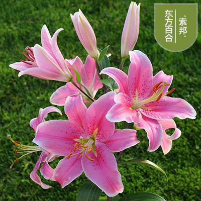 白色香水百合带芽大种球 四季庭院西伯利亚花卉种子|ruв категории доставка цветов/цветок моделирования/растения садоводства, цветок/овощи и фрукты/газон семян (новая), мяч - от Buy2taobao.com для оказания профессиональной услуги покупки агента Taobao