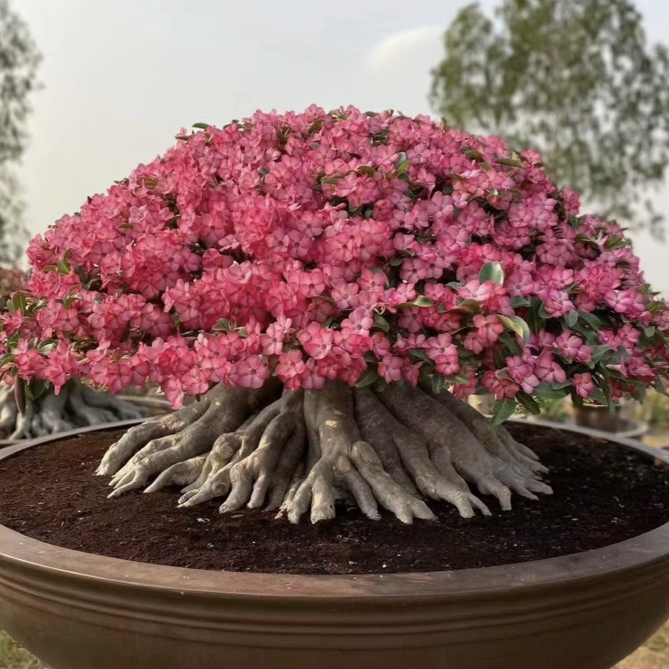 沙漠玫瑰花 块根 高货 盆景 造型盆景