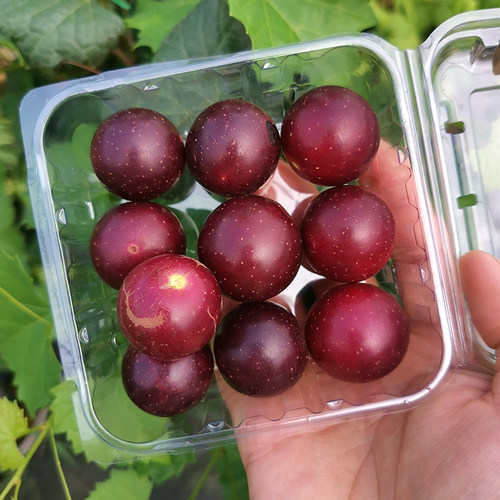 落晚先生落叶抗病丰产葡萄