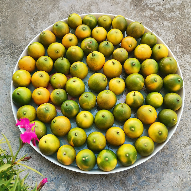 脆皮金桔落晚先生常绿