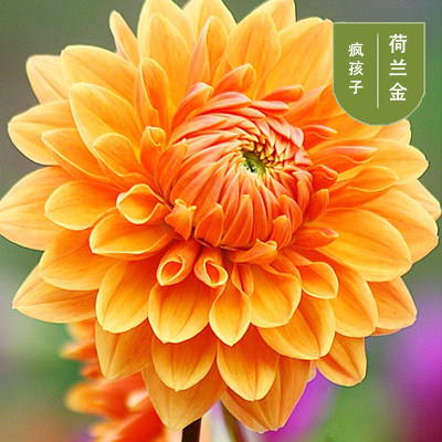 大丽菊花地瓜花大丽花种球庭院种植盆栽植物球根花卉阳台种植室内|ruв категории доставка цветов/цветок моделирования/растения садоводства, цветок/растения в горшках (новый), цветок - от Buy2taobao.com для оказания профессиональной услуги покупки агента Taobao