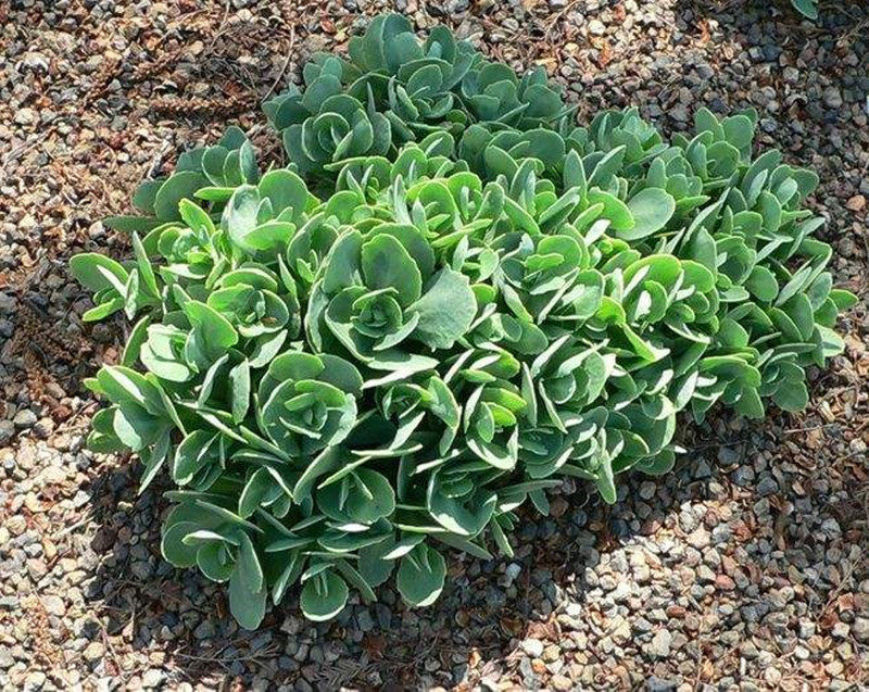 八宝景天花耐寒绿植盆栽地被植物多肉蝎子草蚊虫叮咬中草药苗止痒