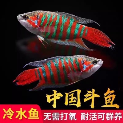 中国斗鱼活鱼巨普斗鱼好养耐活