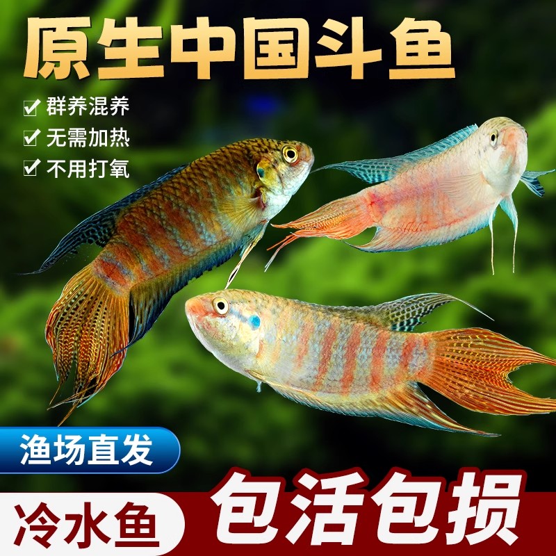 中国斗鱼原生活鱼冷水淡水观赏鱼好养耐活不打氧小型鱼巨普叉鱼苗