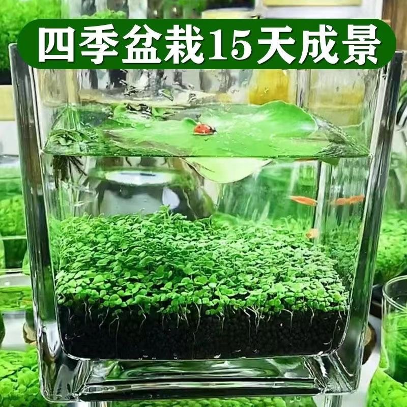 鱼缸水草种子生态玻璃瓶造景套餐植物种籽孑水培阴性真草盆栽装饰