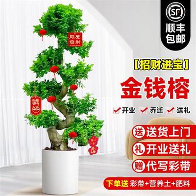 金钱榕室内盆栽植物旺宅大型绿植真花客厅摇钱树招财好养四季常青