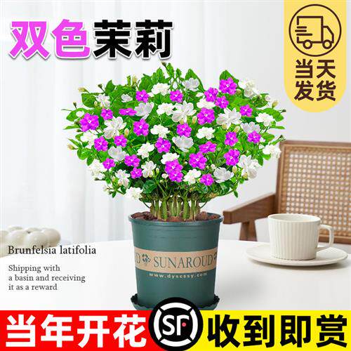 双色茉莉盆栽带花鸳鸯茉莉花苗四季开花室内庭院浓香花卉好养植物
