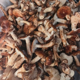 3月新鲜白棕口磨野生路基菇南风菌松树菌石子菇现货顺丰包邮