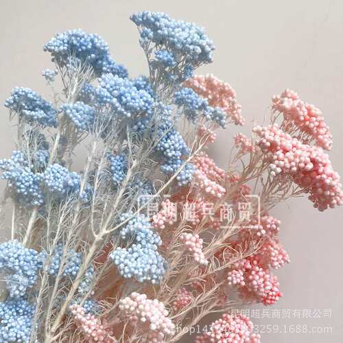 【浅色系漂白米花】 米花 ins花瓶插花保鲜花 50克