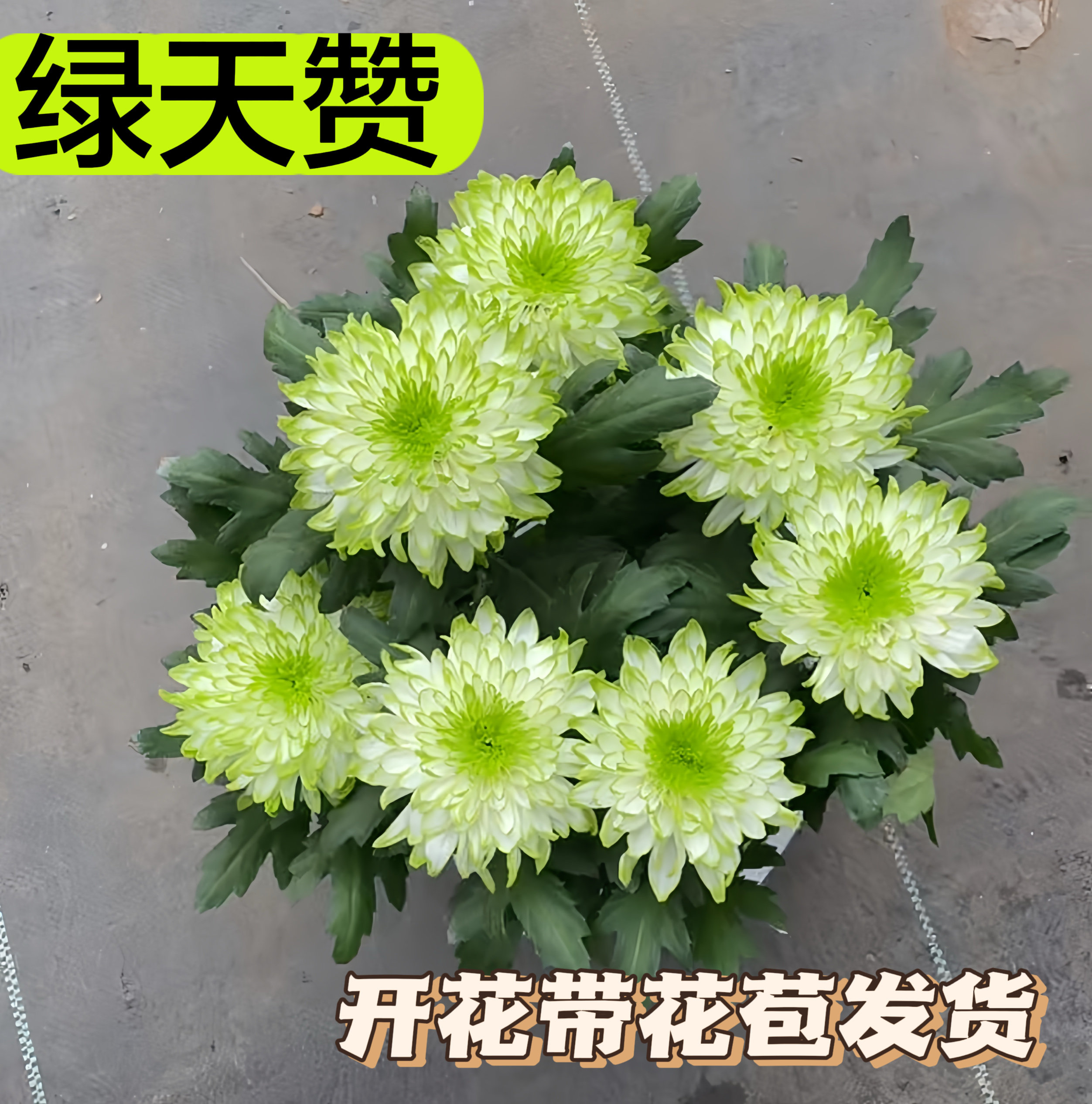 绿天赞盆栽庭院花卉阳台耐寒花苞植物