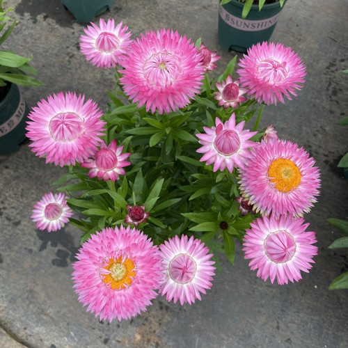 蜡菊阳台麦秆菊四季开花阳台盆栽