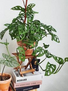 花花植器 米歇尔仙洞 芝士干酪仙洞长藤多孔龟背竹室内绿盆栽与