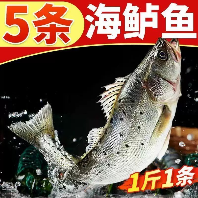 整条海鲈鱼新鲜特大号海鲈鱼半生七星鲈鱼海鱼海鲜深海鱼清蒸