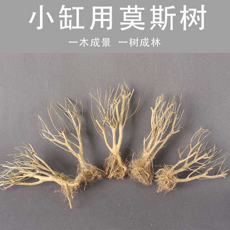 水草生态水族箱鱼缸造景装饰莫斯赤澜树 树林景观干枝枯木小树枝