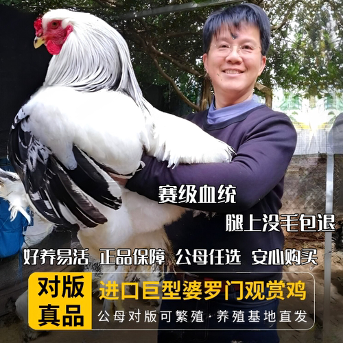 一斤婆罗门鸡活苗大型婆罗门观赏鸡大种梵天鸡巨型婆罗门小鸡活苗
