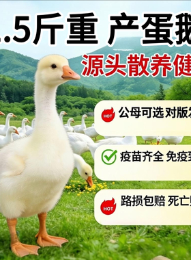1.5斤鹅活苗一斤大白鹅活苗三花鹅五龙鹅蛋鹅活苗四季鹅白鹅活苗