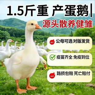 1.5斤鹅活苗一斤大白鹅活苗三花鹅五龙鹅蛋鹅活苗四季鹅白鹅活苗