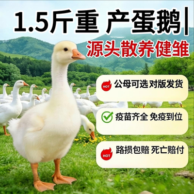 1.5斤鹅活苗一斤大白鹅活苗三花鹅五龙鹅蛋鹅活苗四季鹅白鹅活苗