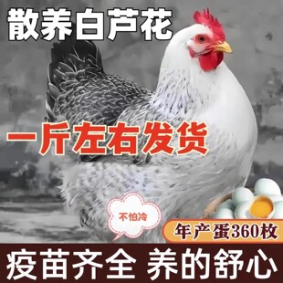 纯种白芦花鸡活苗半斤脱温芦花鸡小鸡活苗黑芦花鸡苗小鸡活苗批发
