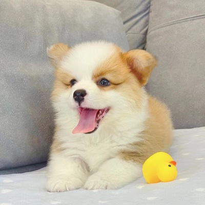 犬舍中型犬小短腿柯基宠物狗狗