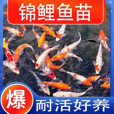 锦鲤鱼苗纯种活鱼观赏鱼