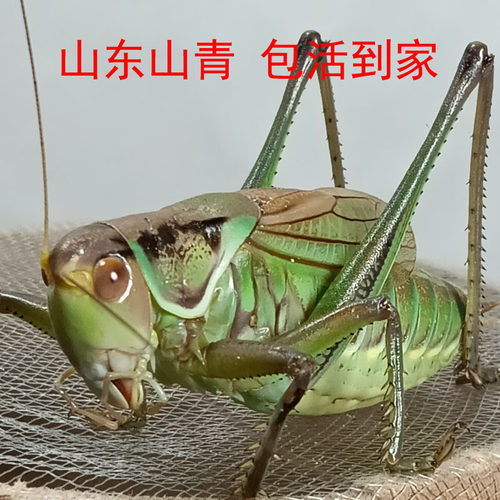 大个头铁皮蝈蝈山青蝈蝈翠绿蝈蝈活虫鸣虫叫蝈蝈油子野生蝈蝈