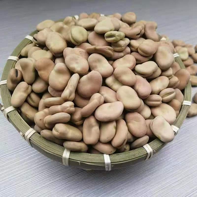 云南老品种蚕豆罗汉豆