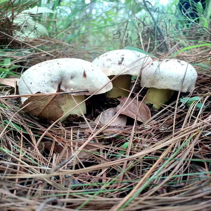 原生态新鲜云南顺丰包邮白葱