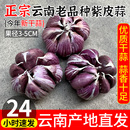 正宗云南2025新鲜大理紫皮大蒜农家大蒜头新干蒜5斤红蒜多瓣香蒜
