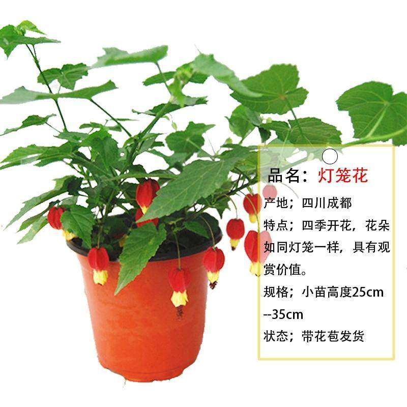 藤本爬藤好养耐阴花卉植物盆栽灯笼花蔓性风铃花室内庭院四季开花