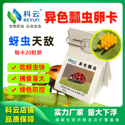 七星瓢虫卵卡异色活体蚜虫蚧壳虫月季花卉红蜘蛛专用蔬菜科云宠物