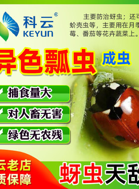 花卉防治异色瓢虫科云月季花卉用