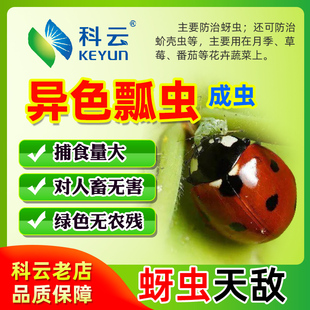 瓢虫宠物活体七星瓢卵瓢蛹蚜虫克星花卉红蜘蛛天敌昆虫卵推荐科云