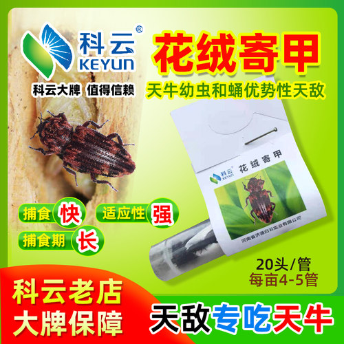 花绒寄甲天牛克星松褐光肩星蛀干