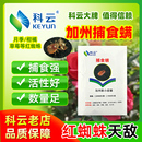 草莓蔬菜花卉草莓果树用 捕食螨科云加州捕食螨红蜘蛛天敌柑橘月季