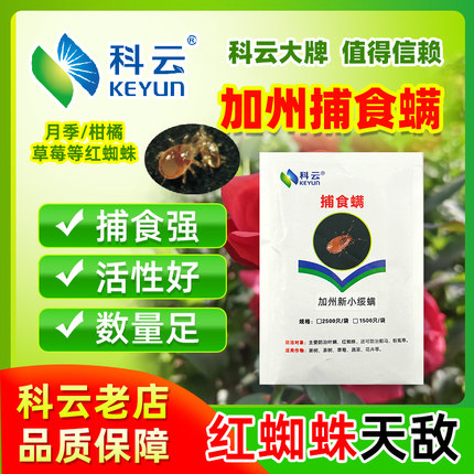 捕食螨科云加州捕食螨红蜘蛛天敌柑橘月季草莓蔬菜花卉草莓果树用