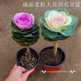 成品老桩大花羽衣甘蓝花卉绿植盆栽阳台室外节日摆放观赏耐寒植物