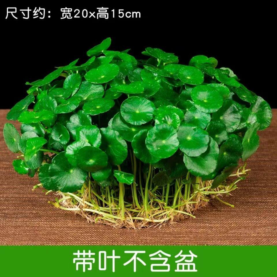 铜钱草带叶水培植物招财办公室内盆栽客厅桌面绿植花卉水养金钱草