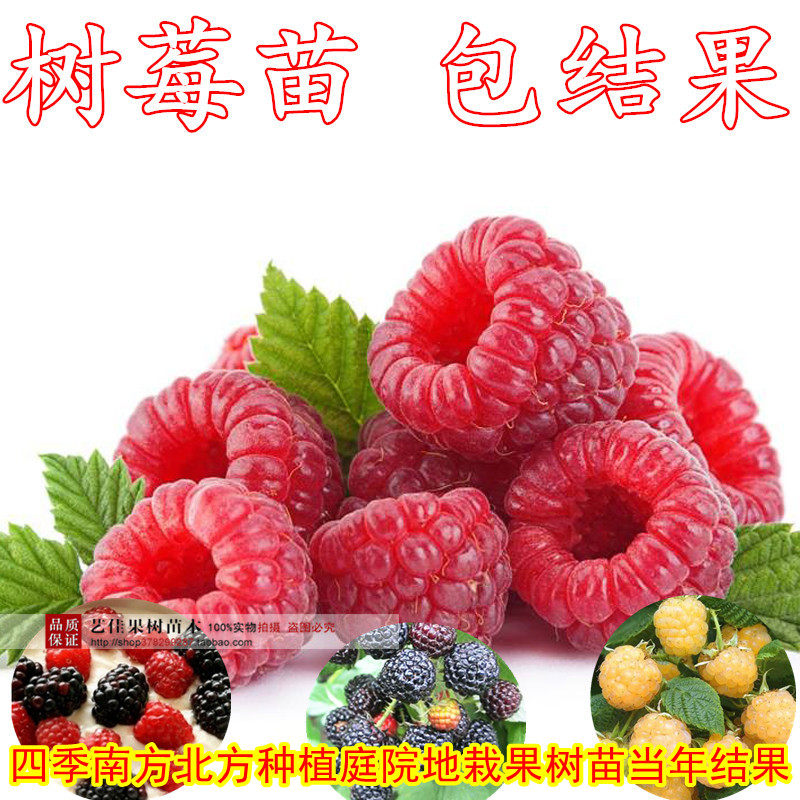 盆栽地栽红黑树莓苗 图片 价格 多少钱 什么值得买