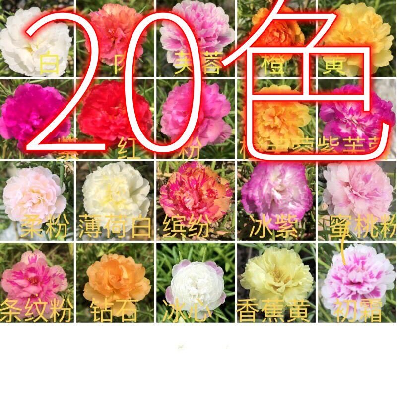 重瓣太阳花苗枝条无根不死花半支莲午时花耐热植物盆栽花卉混色