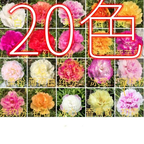 重瓣太阳花苗枝条无根不死花半支莲午时花耐热植物盆栽花卉混色