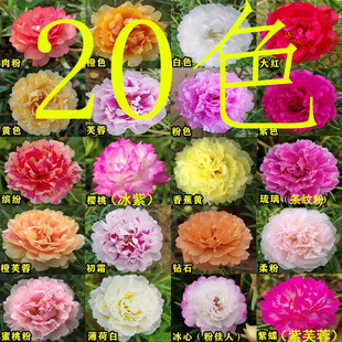 太阳花苗宿根带花苞枝条耐热植物绿盆栽花卉重瓣混色好养