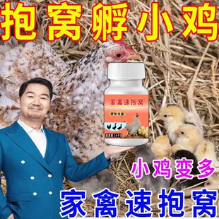 母鸡高效抱窝孵化提高鸡蛋受精小鸡孵化率一吃抱窝孵化小鸡破壳