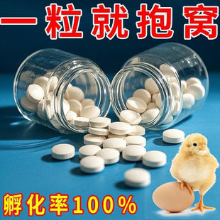 母鸡快速抱窝孵化小鸡黄金配方抱窝小鸡破壳增蛋王高效孵化小鸡