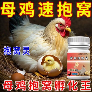 母鸡抱窝孵化专用母鸡快速孵化小鸡破壳而出养殖家禽孵化小鸡神器